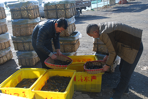 仙桃黃鱔養(yǎng)殖