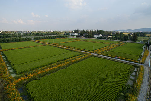 仙桃市洪淵澤水產(chǎn)養(yǎng)殖專業(yè)合作社